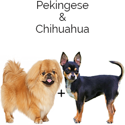 Pekachi Dog